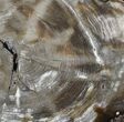 Petrified Wood (Hickory) Slab - Deschutes River, Oregon #62683-1
